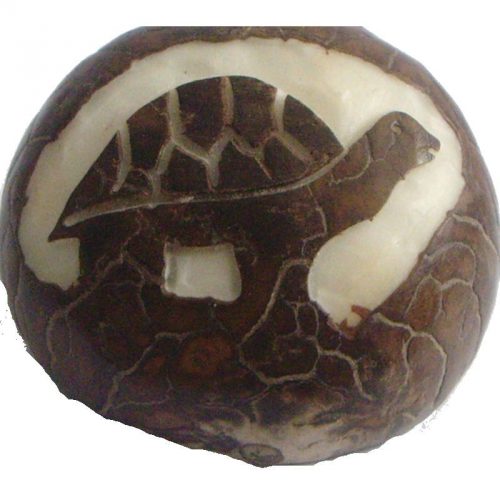 Graine de tagua gravure tortue de terre
