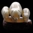 Cochons taillés dans la graine de tagua