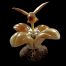 Colibri sur hibiscus taillé dans la graine de tagua
