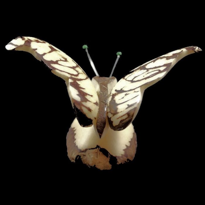 Papillon taillé dans la graine de tagua